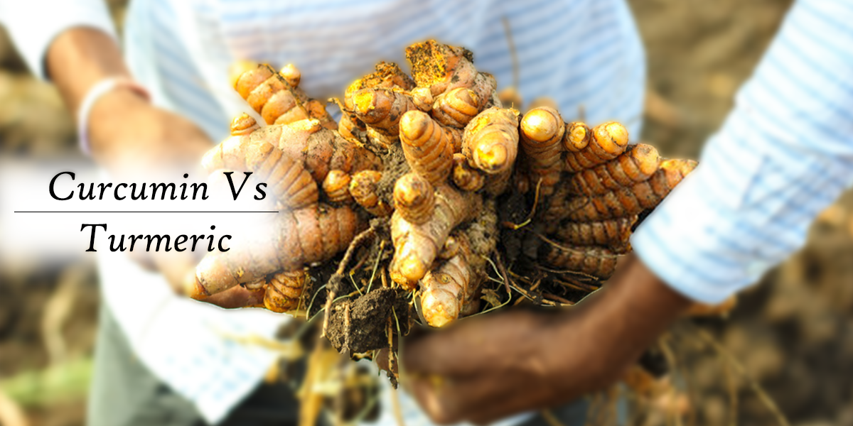 Curcumin: The "Star" of Turmeric